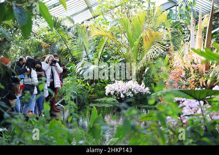 London, UK, February 5th 2022. Visitors enjoyed the first day of the annual Kew Gardens Orchid Festival, celebrating the diversity of Costa Rica, with colourful flower displays, art installations and dancing, all taking part in and around the Princess of Wales Conservatory. Credit : Monica Wells/Alamy Live News Stock Photo