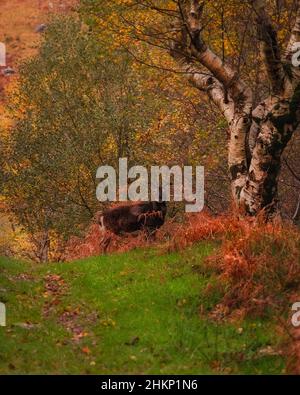 Gleninchaquin park in golden autumn Stock Photo