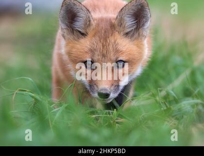 Extreme closeup front view portrait of Red Fox cub in green grass Stock Photo