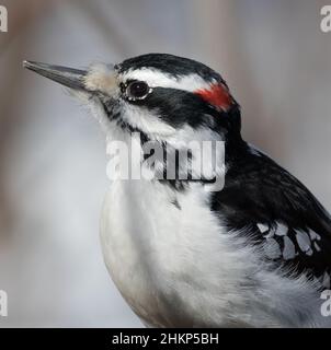 Male Hairy Woodpecker closeup portrait Stock Photo