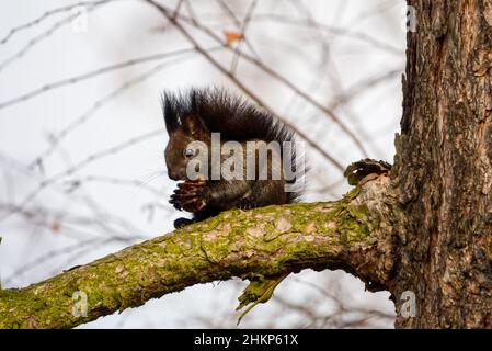 Black variant of a Eurasian red squirrel sitting on the branch with a nut Stock Photo