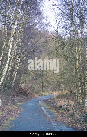 Silver birch trees in spring, alongside a path that was once a road. Stock Photo