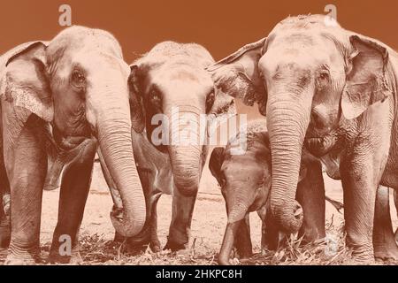 Asian Elephants feeding at Elephant Nature Park, Chiang Mai, Thailand Stock Photo