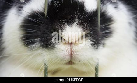 rabbit's nose behind lattice, closeup of unhappy bunny in cage Stock Photo