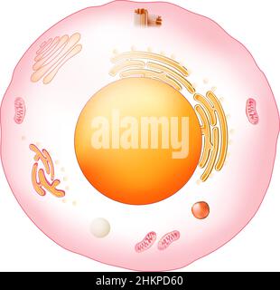 Animal cell anatomy. Structure and organelles of Eukaryotic cell. Vector poster for education. illustration Stock Vector