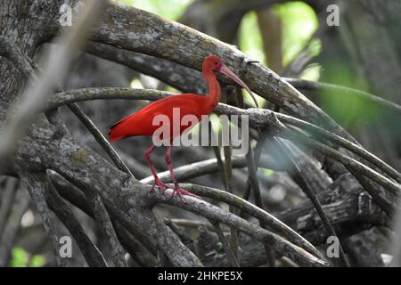 A Scarlet ibis on a mangrove branch in the Caroni Swamp at the Caroni Bird Sanctuary in Trinidad. The Scarlet ibis is the National Bird of Trinidad. Stock Photo