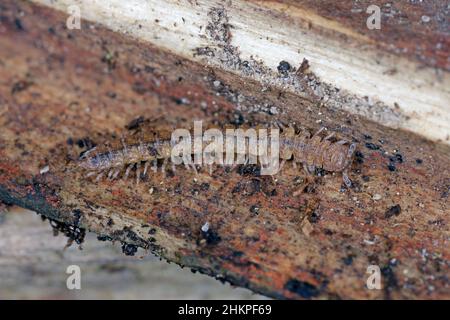 Flat-backed millipede (Polydesmus angustus) on wood of a dead tree Stock Photo