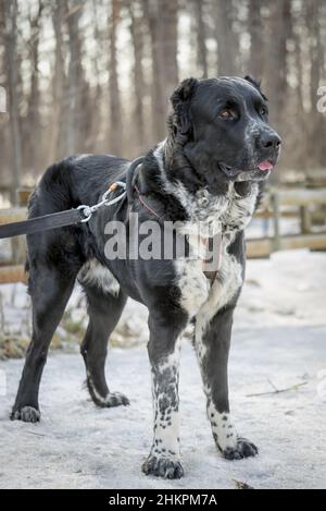 Caucasian shepherd dog standing on the snow in a forest Stock Photo