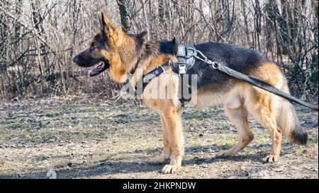 shepherd dog standing in a forest Stock Photo