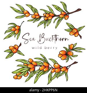 Sea buckthorn vector drawing. Isolated berry branch on white background. Stock Vector