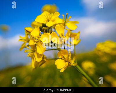 Mustard plants are any of several plant species in the genera Brassica and Sinapis in the family Brassicaceae. Mustard seed is used as a spice. Stock Photo