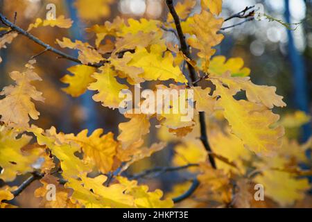 Autumn leaves close up in the forest. Stock Photo