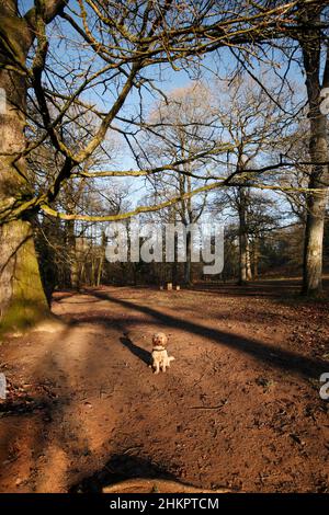 Winter dog walks in the Royal Forest of Dean near Blakeney Hill, Gloucestershire. England, UK Stock Photo