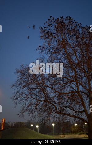 Crows plague. Many black birds at night on a tree provide noise and dirt nuisance. On the outskirts of the city. At dawn. Germany, Stuttgart, Leuze. Stock Photo