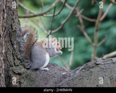 Grey squirrel perched on a branch eating a nut Stock Photo