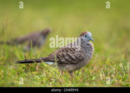 Barred Ground Dove; Geopelia striata; Seychelles Stock Photo