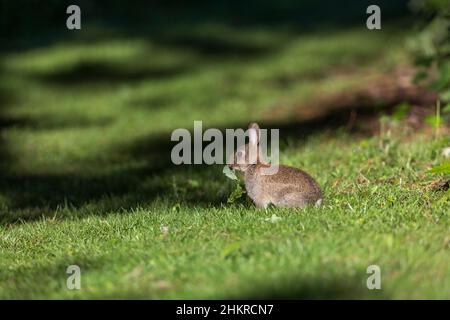 Rabbit; Oryctolagus cuniculus; Chewing a Leaf; UK Stock Photo