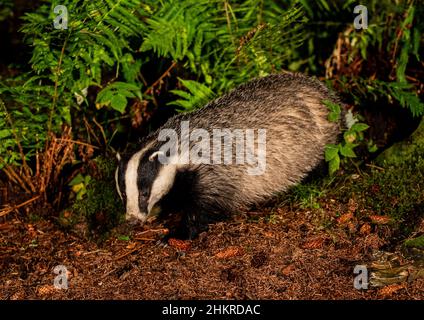 A wild Badger at dusk amongst the bracken. Foraging  in it's natural habitat  . Scotland, UK Stock Photo