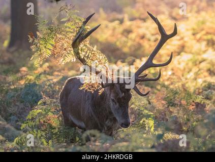 A Roy Red Deer stag , showing his antlers adorned in bracken to impress the ladies. . Taken in the rutting season in glorious autumn colours. UK Stock Photo