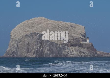 Bass Rock , home to the worlds largest colony of gannets and a lighthouse. Located in the Firth of Forth . Scotland, UK Stock Photo