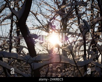 sun glare shining through snow-covered tree branches Stock Photo