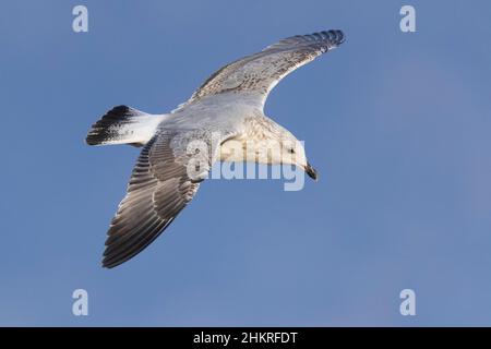 Yellow-legged Gull (Larus michahellis), side view of a second winter individual in flight, Campania, Italy Stock Photo