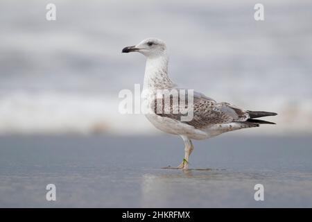 Yellow-legged Gull (Larus michahellis), side view of a second winter individual standing on the shore, Campania, Italy Stock Photo