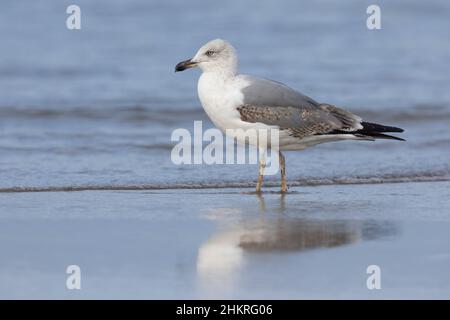 Yellow-legged Gull (Larus michahellis), side view of a second winter individual standing on the shore, Campania, Italy Stock Photo