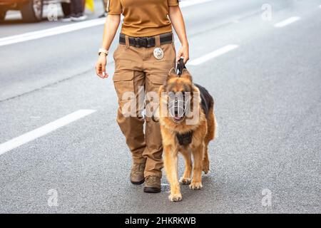female police officer with a shepherd service dog walks along the road. service and law enforcement Stock Photo