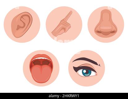 five senses icon, flat design with name, sight, hear, smell, taste, touch Stock Vector