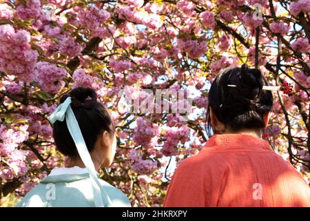 Hanami celebration. Two young women (back view; unrecognizable) in traditional kimono admiring cherry blossom in Sceaux park near Paris (France) Stock Photo