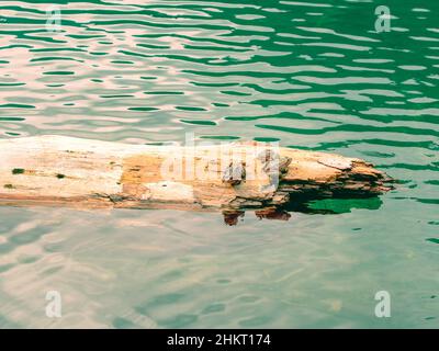 Three frogs are sitting on log floating in the clear calm water of the lake. Stock Photo