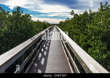 A long wooden raised walkway cuts through a sea of black mangroves in the Ponce Inlet Nature Preserve, Florida Stock Photo