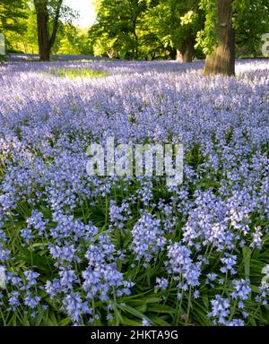 Spanish Bluebells - Hyacinthoides hispanica 'Excelsior' Stock Photo