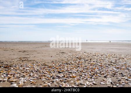 shore of a beach with the sea in the background very out of focus and in the foreground shells of mollusks, horizontal Stock Photo