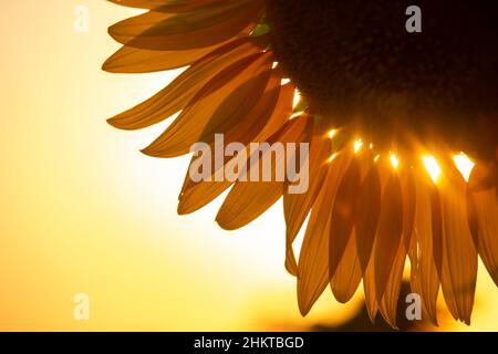 blooming sunflower in sunlight against the backdrop of a bright sky. Agronomy, agriculture and botany. Stock Photo