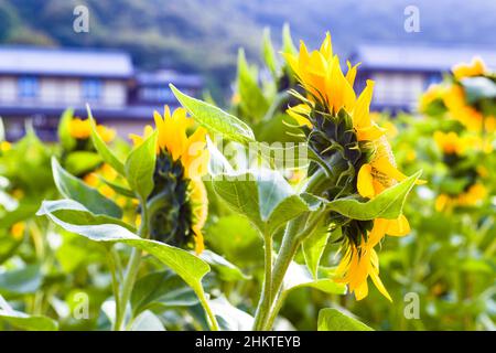 Closeup of sunflowers from behind Stock Photo