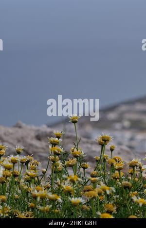 Wild daisy flowers blooming at the top of the hill in Santorini Greece Stock Photo