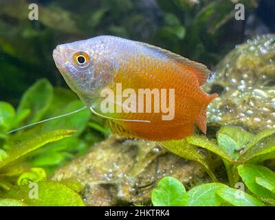 Male red dwarf gouramis , Colisa Lalia, in front of stones and plants Stock Photo