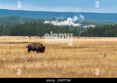 Lone bull bison at Fountain Flats in Yellowstone National Park. Stock Photo