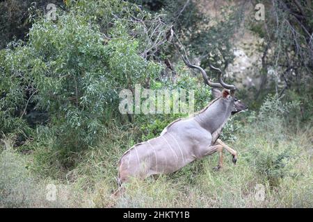 A view of a male kudu the running by thick bushes in Klaserie private game reserve, South Africa Stock Photo