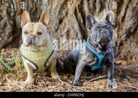 Red tan (left) and blue Isabella (right) Frenchie buddies. Off-leash dog park in Northern California. Stock Photo