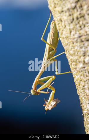 Arizona Mantis (Stagmomantis limbata) Stock Photo