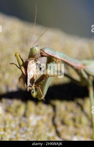 Arizona Mantis (Stagmomantis limbata) Stock Photo