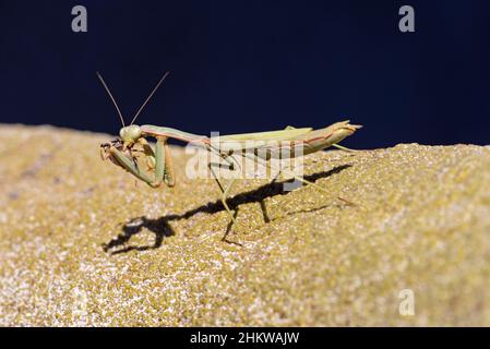 Arizona Mantis (Stagmomantis limbata) Stock Photo