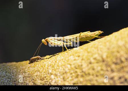 Arizona Mantis (Stagmomantis limbata) Stock Photo