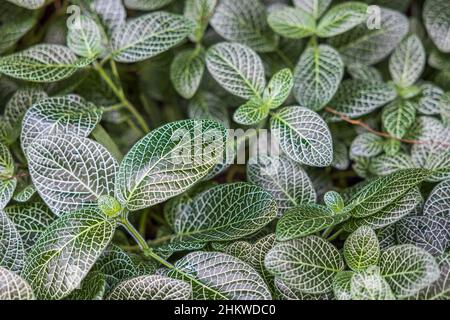 Beautiful view of evergreen perennial Fittonia albivenis silver tropical flower. Stock Photo