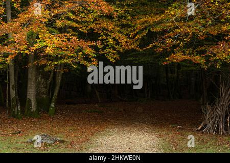 Autumn season seen at New Forest National Park, Hampshire in The UK Stock Photo