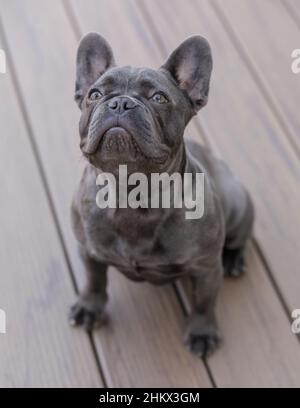 7-Month-Old Blue Isabella Male Frenchie Sitting on Deck and Looking Up. Stock Photo
