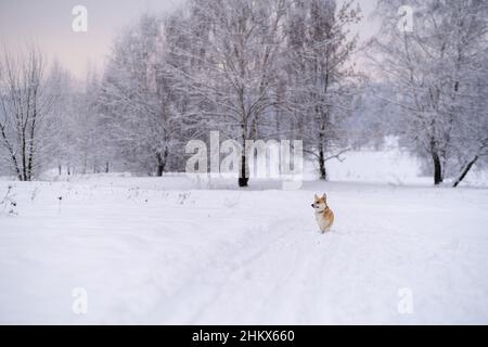 A dog in the snow. Winter in Russia. High quality photo Stock Photo